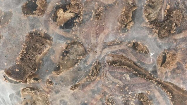 Relic insecta Embia savignyi under a microscope, family Embiidae, feed on decaying plant remains, build silk passages along which they move.