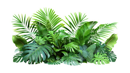 Green leaves of tropical plants bush Monstera, palm isolated Transparent, cutout, or clipping path background for montage product display. Png file