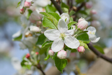 apple flower on a tree branch close-up