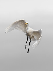 White heron flying , beauty