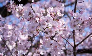 Close-up of beautiful sakura tree flower (cherry blossom) in spring