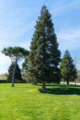 City park in Krasnodar. Public landscape of Galician Park. Young Sequoiadendron giganteum (Giant...