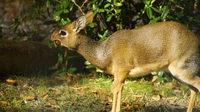 Close view of a Dik-dik antelope standing on a meadow eating a chestnut