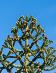 Spiky green Araucaria araucana, monkey puzzle tree, monkey tail tree, or Chilean pine in landscape...