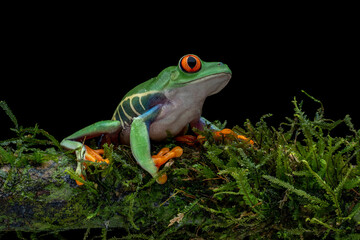 The Red-eyed Tree Frog (Agalychnis callidryas) on mossy wood.