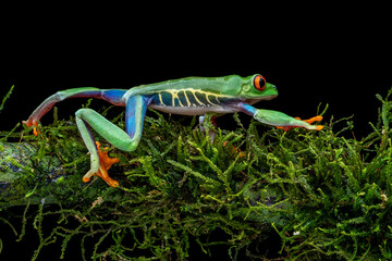 The Red-eyed Tree Frog (Agalychnis callidryas) on mossy wood.