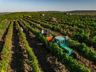 Vineyard Harvesting with Tractor and Workers in the Morning Light