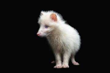 The White Japanese Raccoon Dog (Nyctereutes viverrinus) with blue eyes is a rare type of raccoon dog.