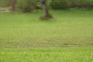 Green meadow full of yellow cowslips at the edge of the forest in spring.