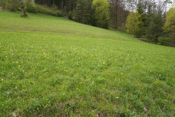 Meadow full of yellow cowslips at the edge of the forest