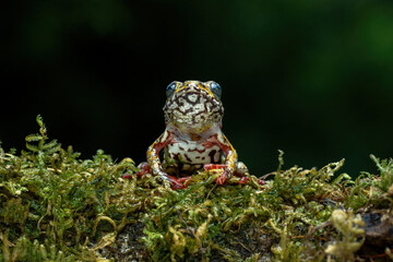 Painted Reed Frog or Spotted Tree Frog perched on mossy wood.