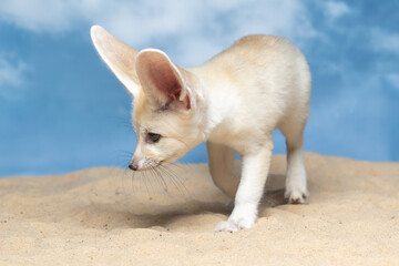 The Fennec Fox (Vulpes zerda) is the smallest fox species native to the deserts of North Africa.