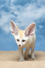 The Fennec Fox (Vulpes zerda) is the smallest fox species native to the deserts of North Africa.