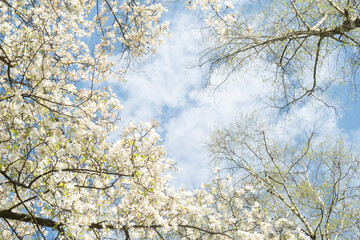 Blue sky with clouds in a frame of spring tree crowns. Young birch foliage and white magnolia flowers