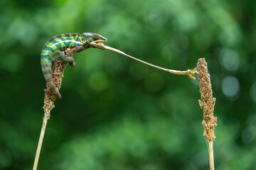 Panther chameleon (Furcifer pardalis) is catching its prey with its tongue at very high speed.
