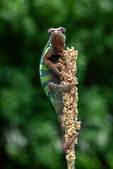 Beautiful color of Panther Chameleon (Furcifer pardalis).