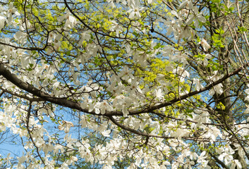 Close up branches of a flowering magnolia salicifolia and young birch foliage against the background of the blue sky.