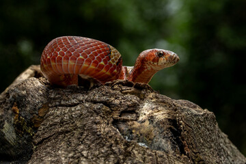 Fototapeta premium Oligodon albocinctus, also known as the Light-barred Kukri Snake, is a species of colubrid snake. It is endemic to Asia.