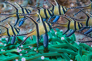 Banggai cardinalfish (Pterapogon kauderni). Lembeh Strait, North Sulawesi, Indonesia. 