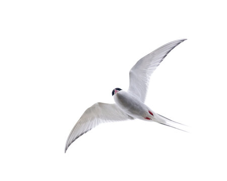 Arctic tern (Sterna paradisaea) in flight, Rif, Iceland. 