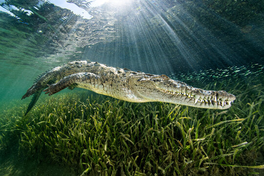 American crocodile (Crocodylus acutus) swimming through sunrays, above a bed of seagrass ( Thalassia testudinum). Jardines de la Reina, Gardens of the Queen National Park, Cuba. Caribbean Sea. 