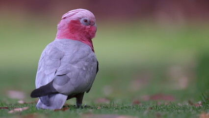 Colorful, pink and grey Galah (cockatoo, parrot), red eyes, looking over shoulder towards camera