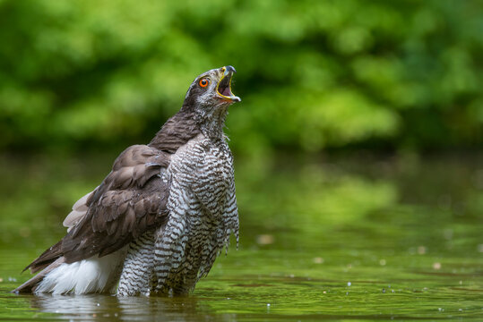 Northern goshawk (Accipiter gentilis) bathing, the Netherlands. 