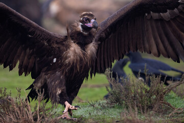 Cinereous vulture (Aegypius monachus) with wings spread, running towards feeding vultures to dominate and chase them away from food. Calera y Chozas, Castile-La Mancha, Spain. December. 