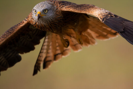 Red kite (Milvus milvus) in flight. Calera y Chozas, Castile-La Mancha, Spain. December. 