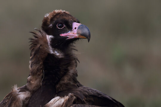 Cinereous vulture (Aegypius monachus) juvenile, portrait. Calera y Chozas, Castile-La Mancha, Spain. December. 