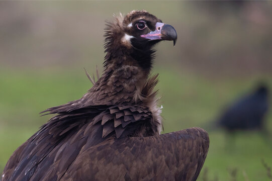 Cinereous vulture (Aegypius monachus) juvenile, portrait. Calera y Chozas, Castile-La Mancha, Spain. December. 