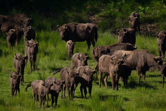 European bison (Bison bonasus) herd. Eriksberg Wildlife and Nature Park, Blekinge, Sweden. June. Captive. 