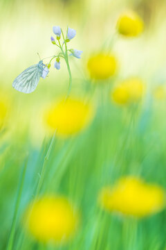 Green-veined white butterfly (Pieris napi) on Cuckooflower (Cardamine pratensis), in meadow amongst Buttercup (Ranunculus sp) flowers. The Netherlands. March.  