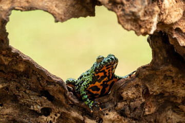 Fire-bellied Toad (Bombina) on wood.