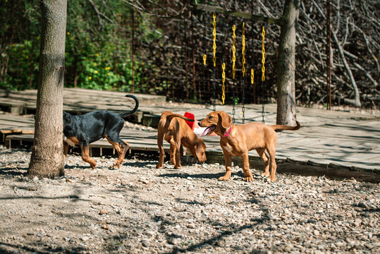 Small rescued dogs are in the dog play area for regular activities. They play and through play thay have socialization and obedience training with their trainer . All dogs have been medically treated 