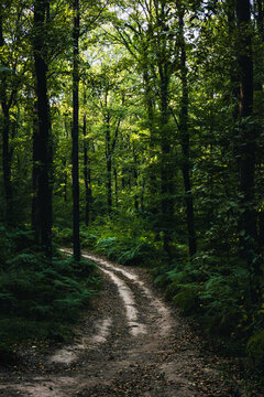 Dirt road in a moody lush forest. Remote location background