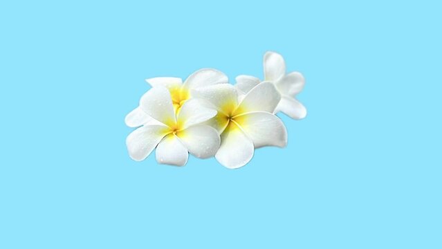 Zoom distance from far to close of the frangipani flower with droplets,blue background
