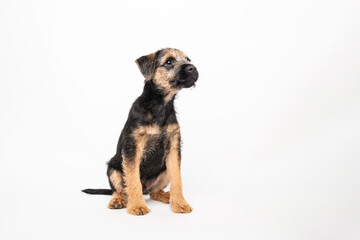 border terrier puppy