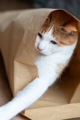 紙袋の中に入って遊ぶ猫　茶トラ白