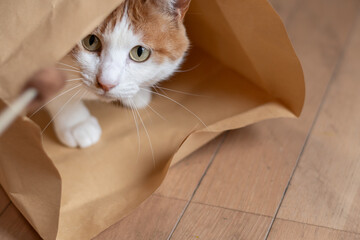 紙袋の中に入って遊ぶ猫　茶トラ白