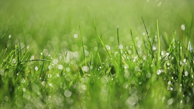 Macro shot of dew on grass