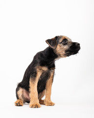 border terrier puppy