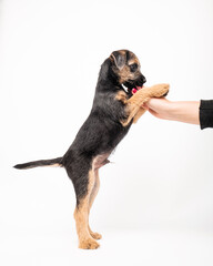 border terrier puppy
