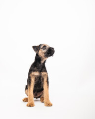 border terrier puppy