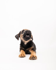 border terrier puppy