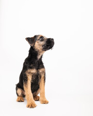 border terrier puppy