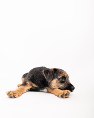 border terrier puppy