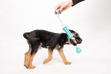 border terrier puppy