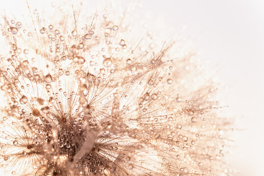 Macro nature abstract background. Beautiful dew drops on dandelion seed macro. soft background. Water drops on parachutes dandelion. Copy space. soft selective focus on water droplets. circular shape