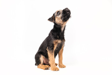 border terrier puppy